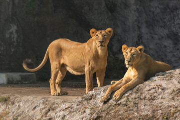 Fototapeta na wymiar African Lionesses in an enclosure at an Indian animal reserve