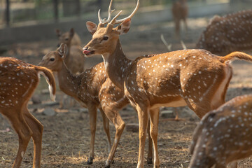 Indian Spotted deer herd at a wildlife sanctuary 