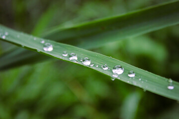 Fototapeta na wymiar Water drops on grass leaves in selective focus