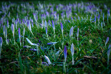 the purple spring flowers shine in the lawn