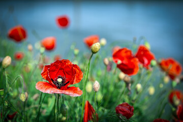 Papaveri in campagna