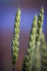 Campagna