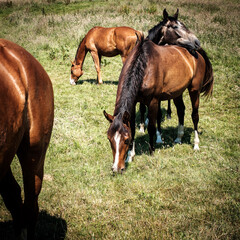 two horses on a meadow