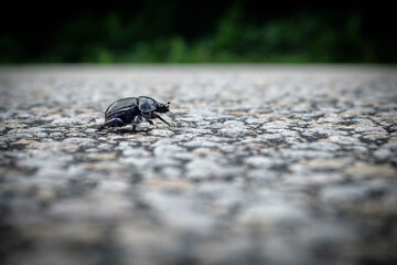 a dung beetle crosses the road