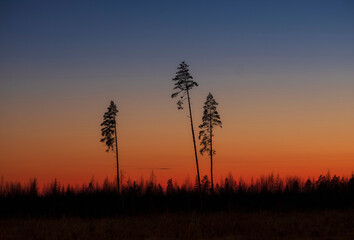Landscape in the style of minimalism, three tall pines against the background of a forest and sunset