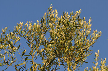 olive tree plant