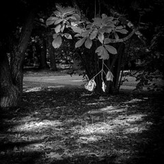 lonely leaves hanging in the sunlight, in this black and white photo