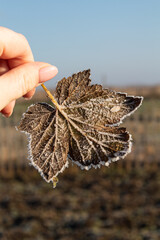 A leaf of a tree covered with frost will be turned down 