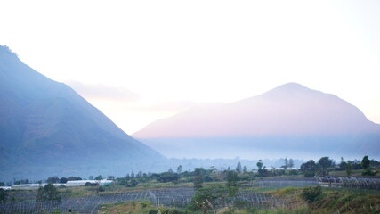 Naklejka premium landscape with fog