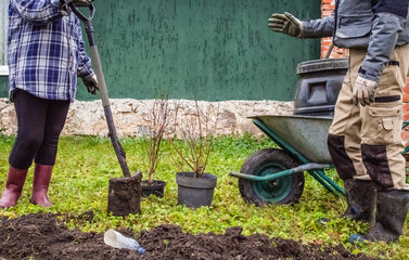 A man and a woman prepare to plant plants in the ground