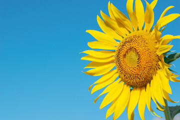 Obraz premium Sunflower in the field with daylight and vivid blue sky, Sunflowers also a popular economic crop to bring seeds to be consumed Including the extraction of sunflower oil, popular among health lovers.