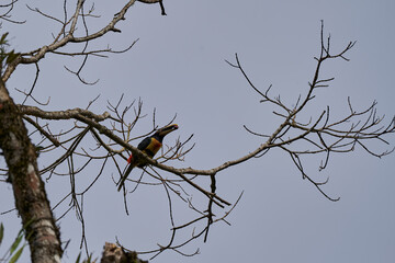 collared aracari, Pteroglossus torquatus, is a toucan, a near passerine bird, sitting above on a tree and carrying a nut in its beak, Mindo, Ecuador, South America