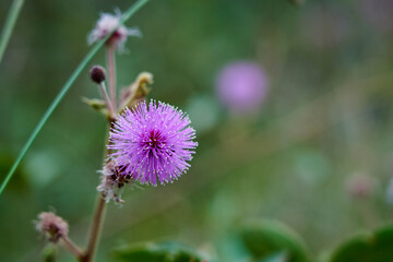 purple blossom of a delicate thistle with shallow depth of field and a blurry background