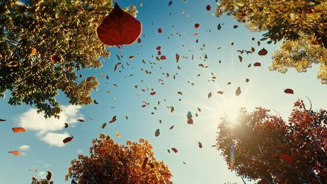 Colorful falling autumn leaves. View through the autumn foliage in the mountain forest. Golden tree leaves. Look up at the golden autumn leaves falling. Slow motion 4K 3d animation