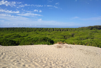 Landscape with pine trees forest in the Beach of Bolonia. View of the dunes and pine forest....