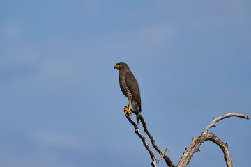 The roadside hawk, Rupornis magnirostris, is a relatively small bird of prey, sitting on dry branches in the Tatacoa desert in Colombia, South America.