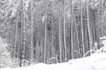 snowy mountain fir tree woods.