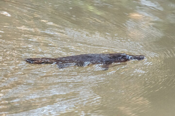 a large alligator in the water