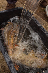 A man pours water into a trough with two large carp in the street 