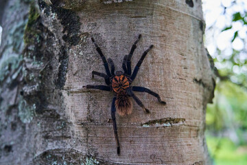 The Colombian lesserblack tarantula, Xenesthis immanis, is a large terrestrial bird spider, with hairy legs and body and a beautiful pattern. 