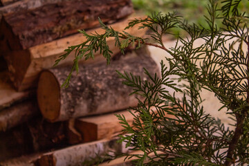 Small branches of tui conifer against the background of chopped firewood