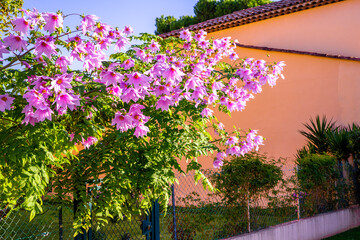 Fototapeta na wymiar Beautiful cosmos colorful flowers in the garden. High quality photo