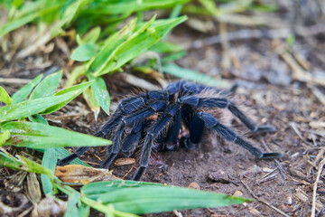 The Colombian lesserblack tarantula, Xenesthis immanis, is a large terrestrial bird spider, with hairy legs and body and a beautiful pattern. 
