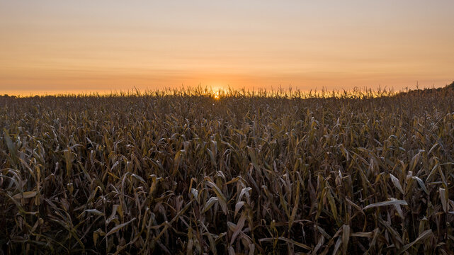 sunset photo of a ready to harvest corn field.