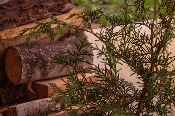 Small branches of tui conifer against the background of chopped firewood