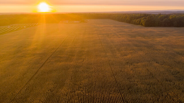 golden corn field ready for harvest at sunset