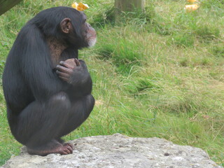 Chimpanzee thinking about life while sitting on a rock
