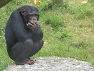 Chimpanzee thinking about life while sitting on a rock