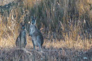Obraz na płótnie Canvas a kangaroo in a field