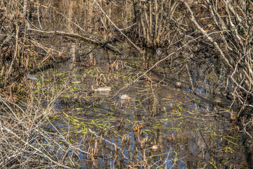 Plastic bottles polluting the creek
