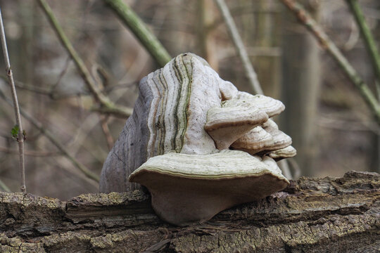 The Willow Bracket (Phellinus igniarius) is an inedible mushroom
