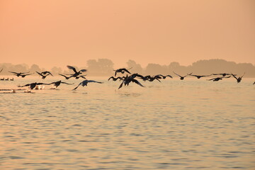 Gänsestart, morgens auf dem Leekstermeer - Niederlande