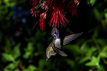 Original name(s): Costa's Hummingbird (Calypte costae) Feeding on a Baja Fairy Duster (Calliandra californica) in Flight