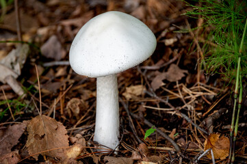 white mushroom growing in woods

