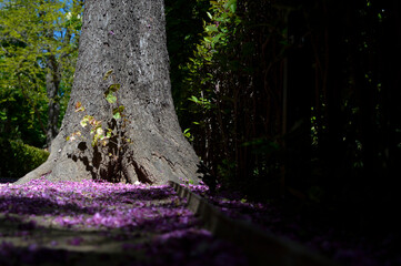 Árbol con flores moradas