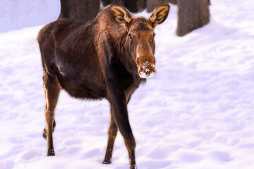 moose walking in winter snow