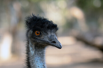Australian ostrich emu on a summer day