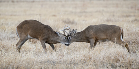 Colorado Wildlife. Wild Deer on the High Plains of Colorado. Two young white-tailed bucks sparing.