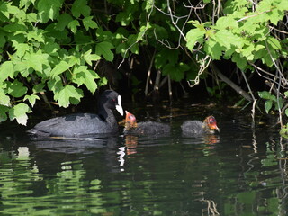 Blässhühner Küken mit Mutter (Fulica) auf der Brenz - Schwäbische Alb