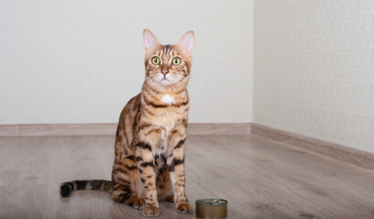 Bengal cat sits near canned food with wet cat food.