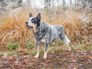 Allerted Gray dog on muddy forest path with colorful leaves.  Australian Cattle Dog in forest. Dog standing in water with  autumn forest background,