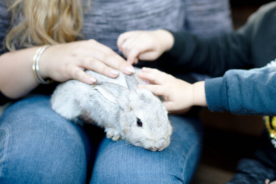 Children's hands stroking a rabbit