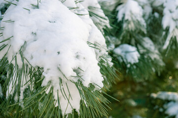 Pine tree in fluffy snow closeup n winter garden.