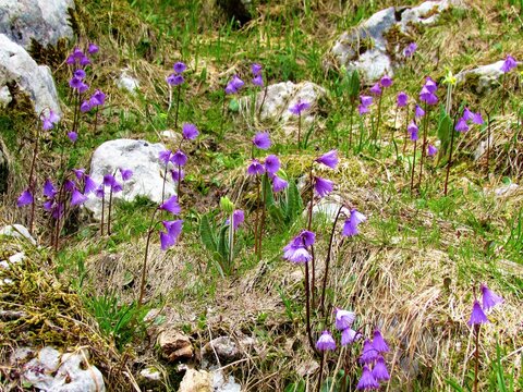 alpine snowbell or blue moonwort (Soldanella alpina)
