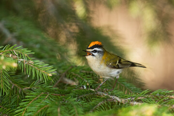 Small and colorful Common firecrest, Regulus ignicapilla singing in a boreal forest in Europe. 