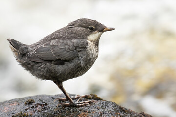 Juvenile White-throated dipper standing on a rock on Finnish river

